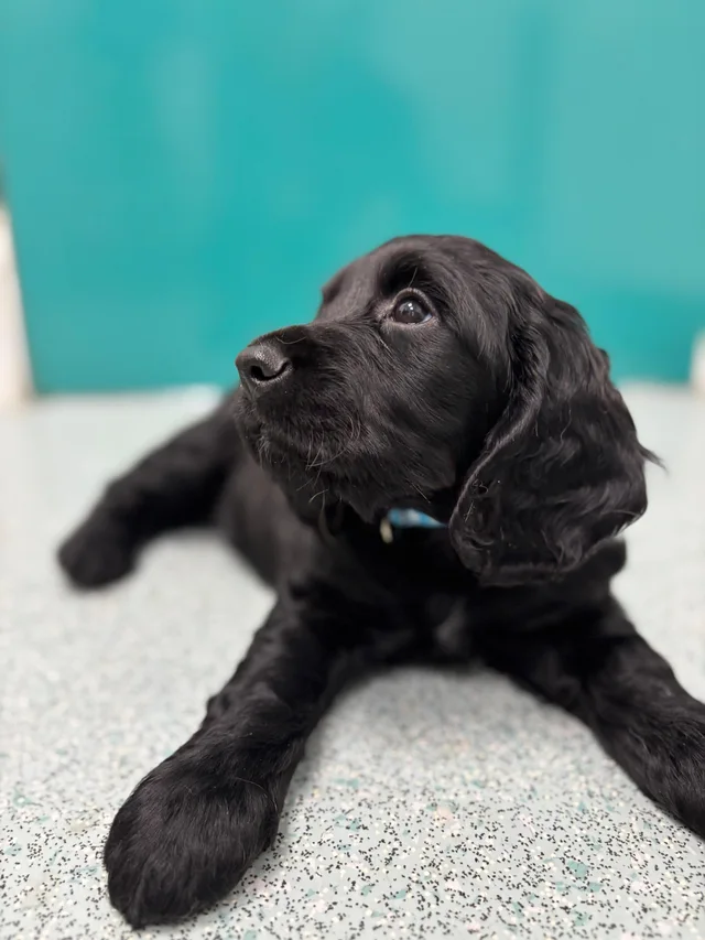 Puppy at Ashwood