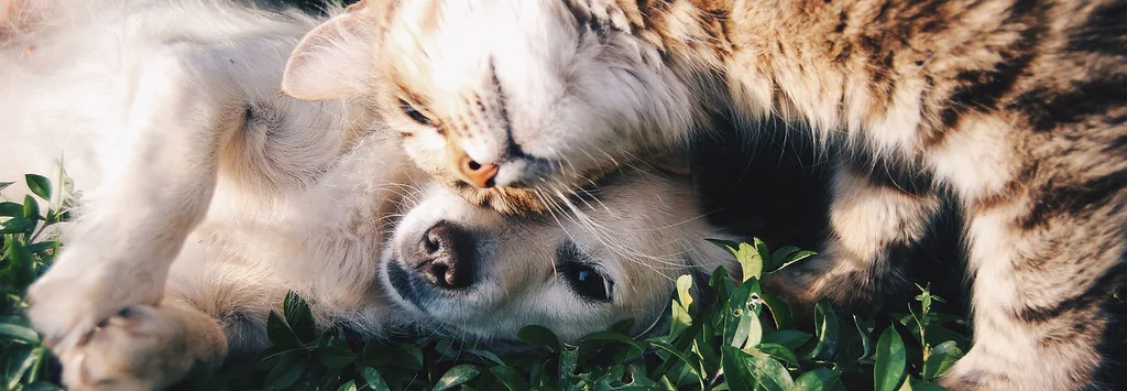Pets resting together