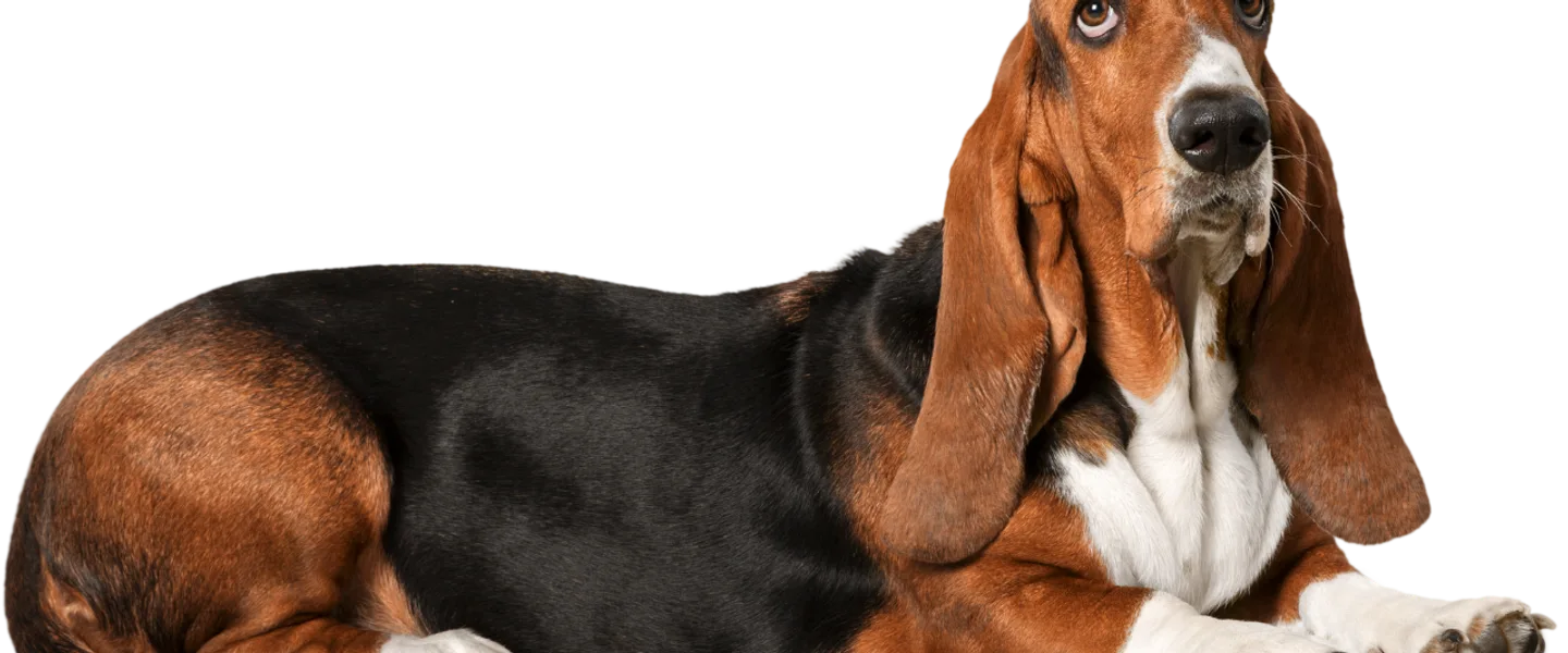 Laser therapy