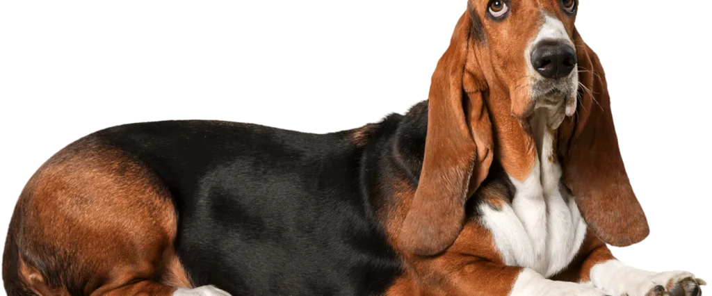 Laser therapy