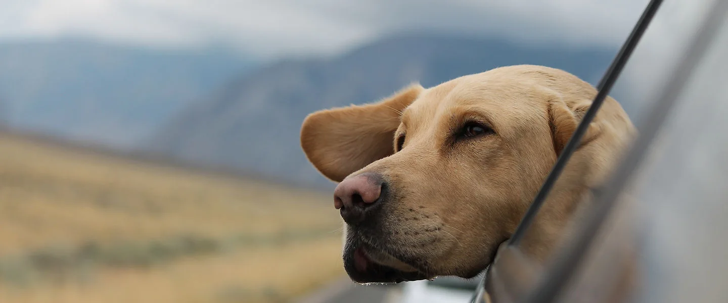 Pet Travel