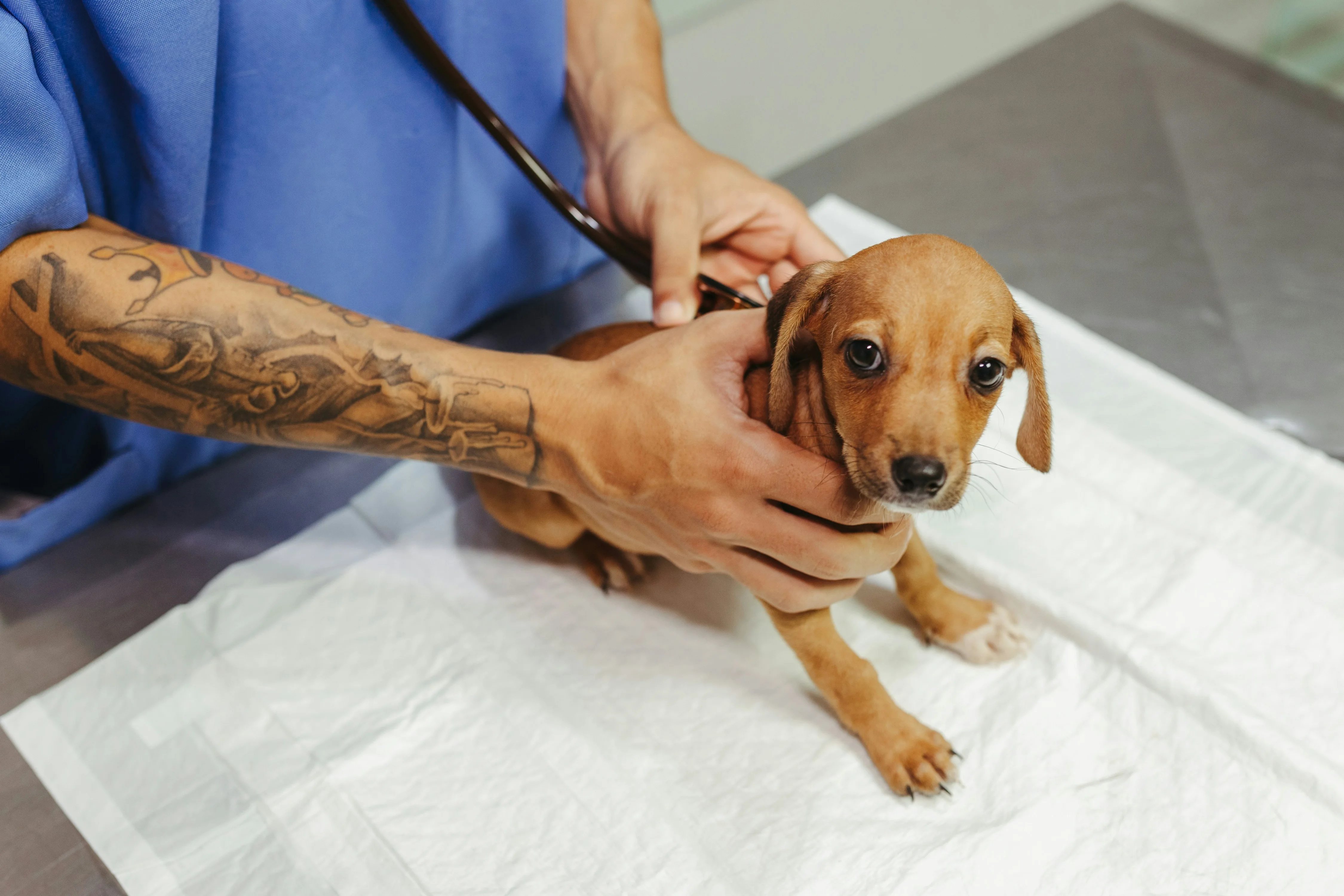 Vaccinations & wellness care