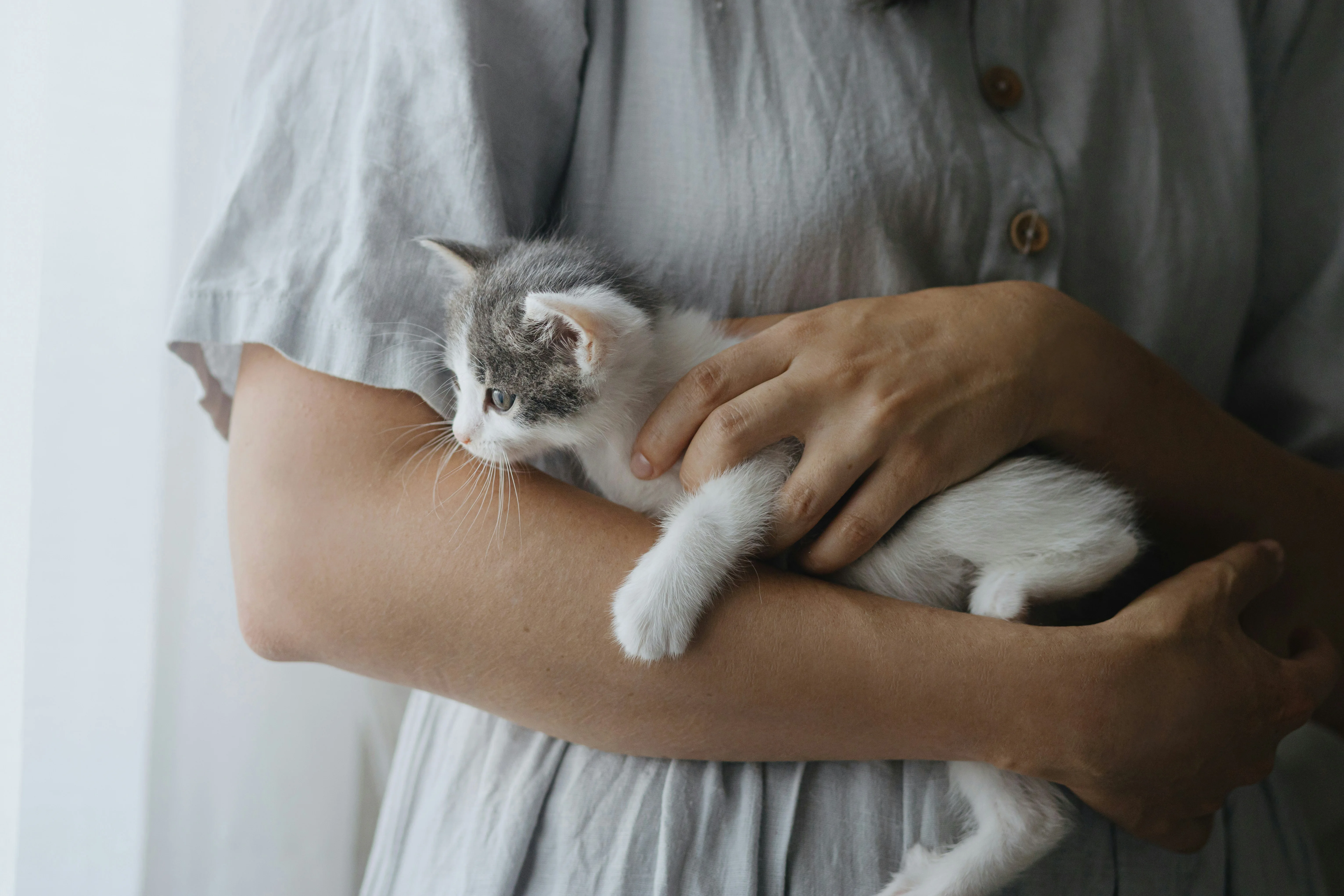 Pet insurance support
