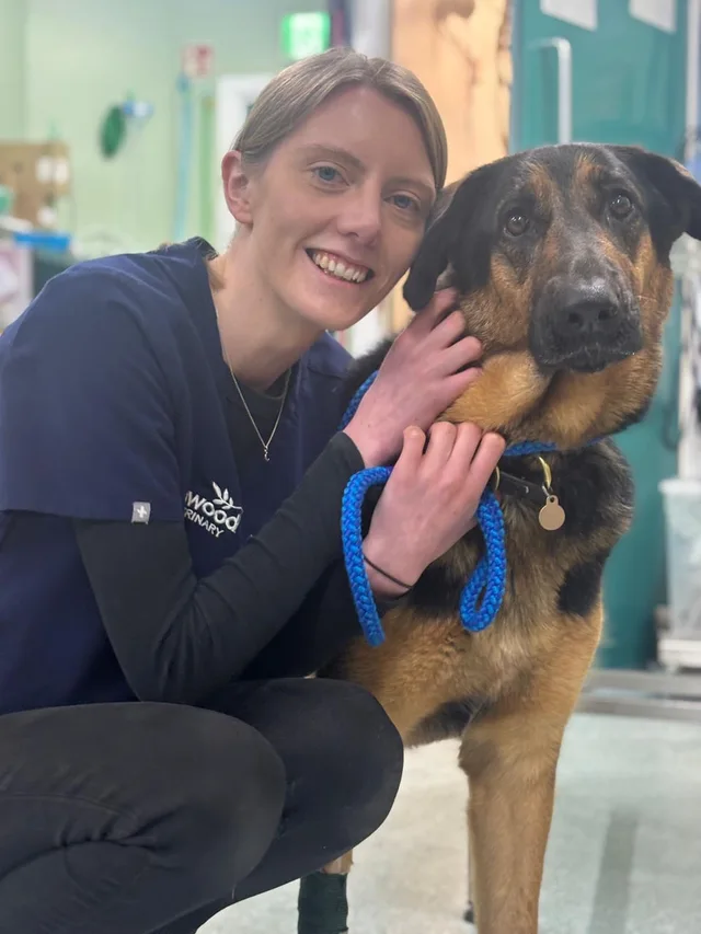 Veterinary team member with a large dog