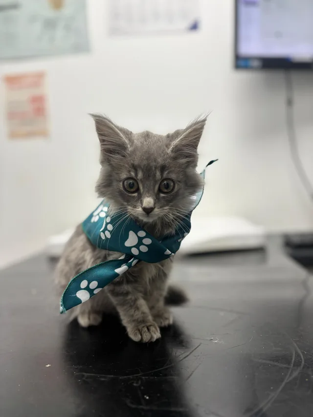 Kitten wearing a paw-print bandana