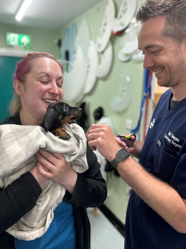 Dachshund being examined at the clinic
