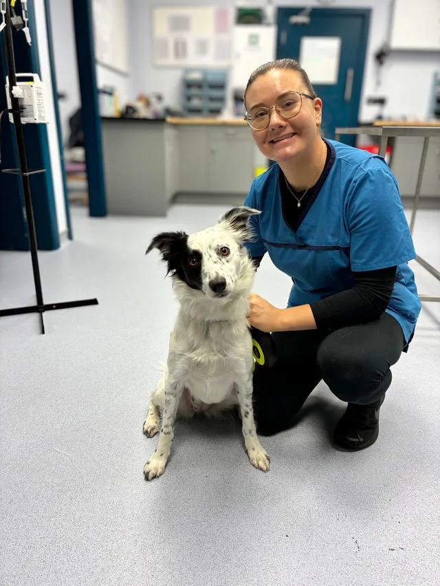 Veterinary nurse with a black and white dog