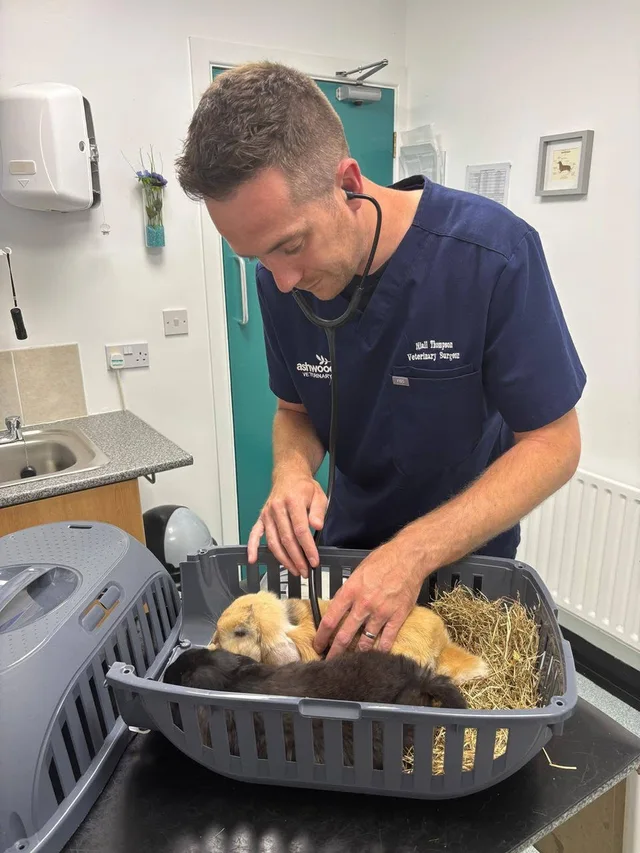Vet examining puppies