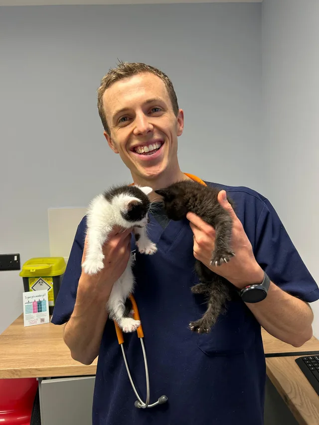 Vet holding two kittens