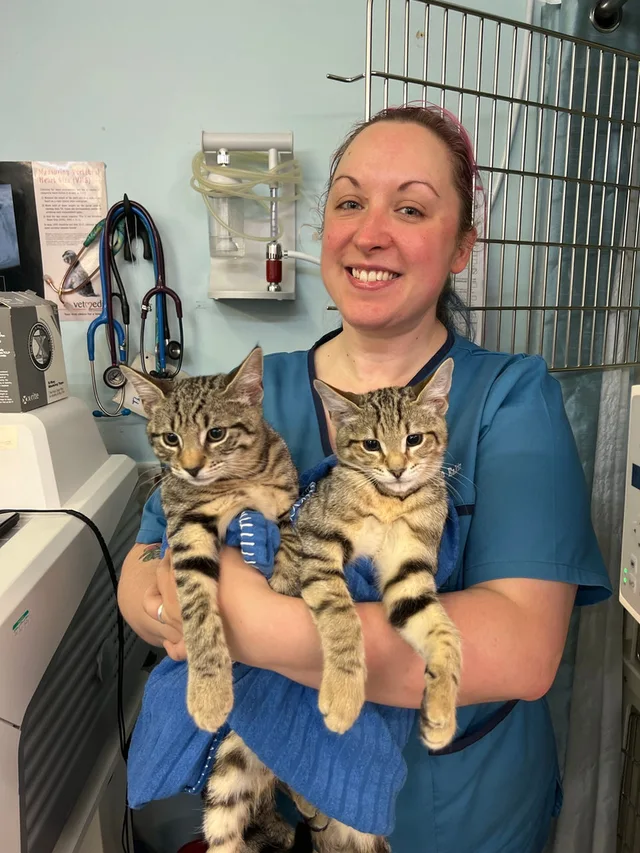 Veterinary nurse holding tabby kittens