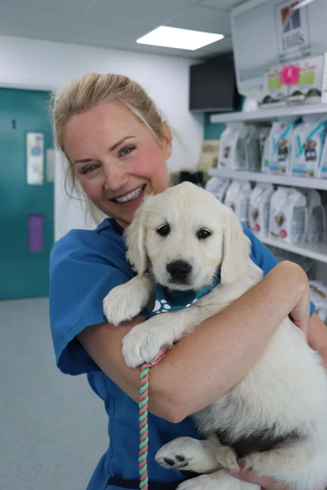 Veterinary nurse holding a golden retriever puppy