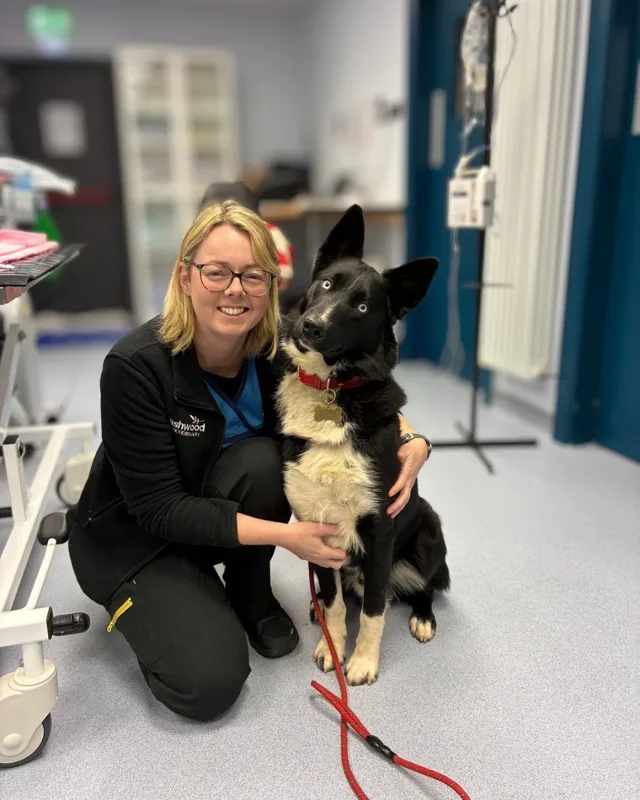 Veterinary professional with a black and white dog