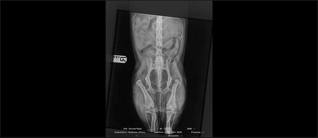 Mylo hip X-ray after surgery