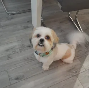 Mylo the Shih Tzu