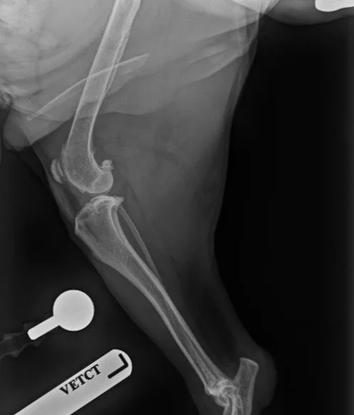 Pepper second leg X-ray before surgery