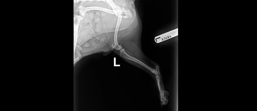 Pablo patella X-ray