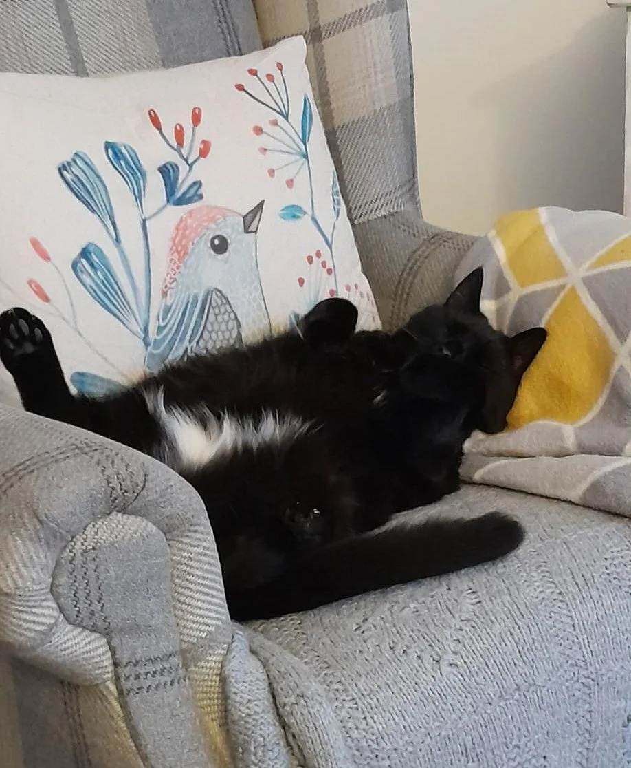 Matilda the cat relaxing at home