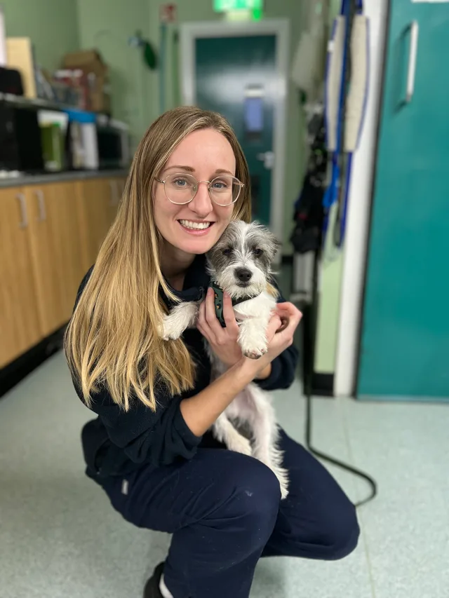 A Ashwood Vets team member holding a small dog