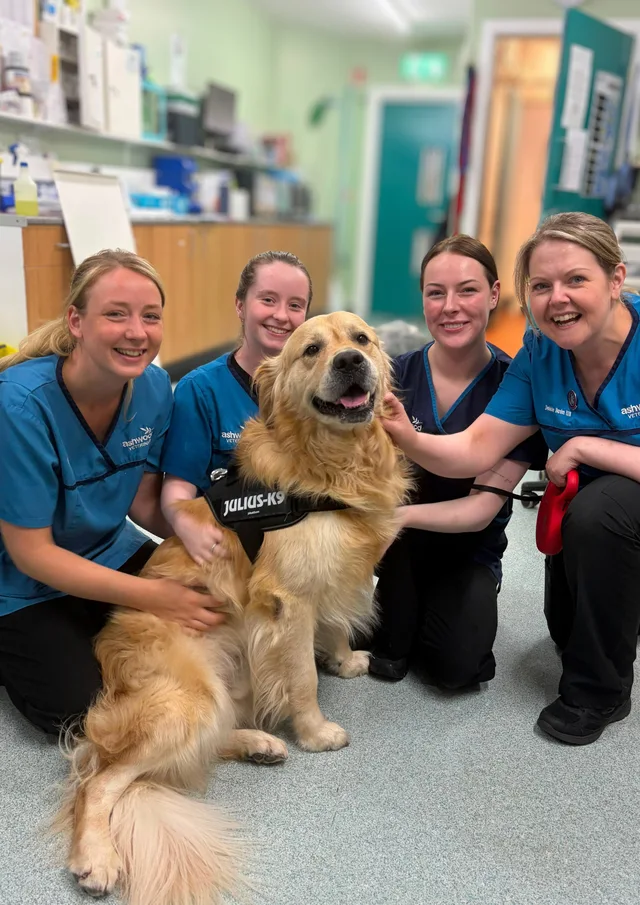 The Ashwood Vets team with a golden retriever