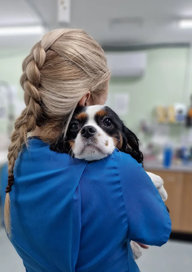 A team member at Ashwood Vets holding a dog