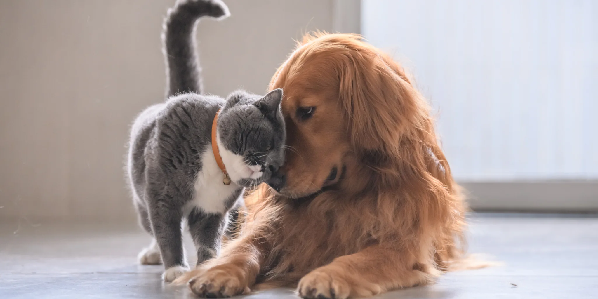 A cat nuzzling a golden retriever