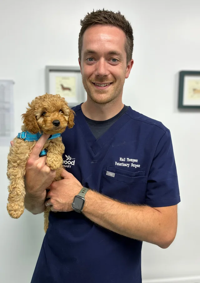 A puppy being held at the practice